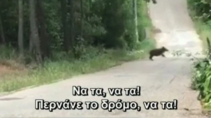 Η… κάθοδος των αγριογούρουνων – Το είδαμε και αυτό – Βολτάρουν στην Εκάλη – Βίντεο